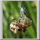 Larinioides cornutus - Schilfradspinne w01.jpg